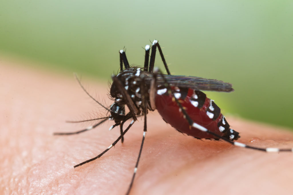 Le moustique tigre capable de transmettre le virus du chikungunya