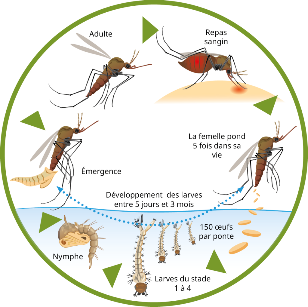 Tout savoir sur les moustiques - Parasidose