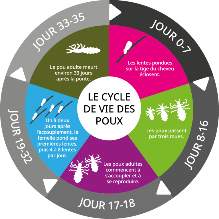 Contrairement à la lente, lorsqu’un pou meurt, il se décroche ...