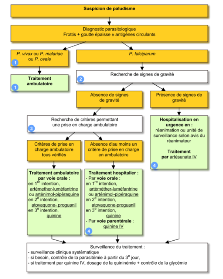 Schéma qui reprend les étapes de traitement du paludisme